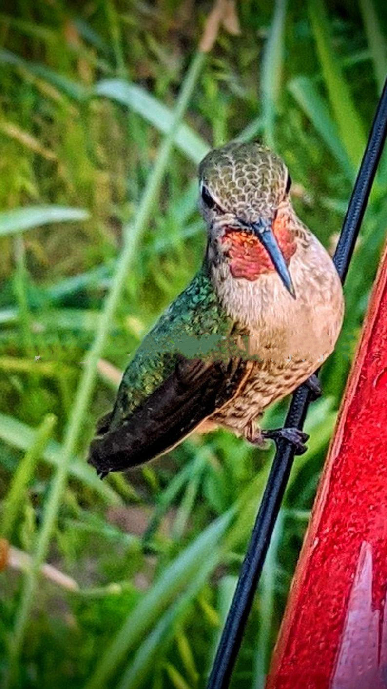 Hanging Long Tube Red Bird Feeder